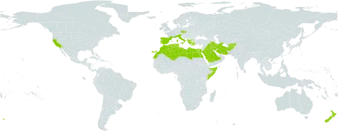 Galium murale world distribution map, present in Afghanistan, Albania, Cyprus, Czech Republic, Algeria, Egypt, Spain, France, Greece, Iran (Islamic Republic of), Iraq, Italy, Libya, Morocco, New Zealand, Palau, Portugal, Saudi Arabia, Singapore, Somalia, Turks and Caicos Islands, Tunisia, and United States of America