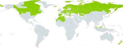Galium palustre world distribution map, present in Albania, Austria, Bulgaria, Belarus, Canada, Switzerland, Czech Republic, Germany, Denmark, Algeria, Spain, Finland, France, Micronesia (Federated States of), Greece, Hungary, Ireland, Iceland, Italy, Kazakhstan, Morocco, Malaysia, Netherlands, Norway, New Zealand, Poland, Portugal, Romania, Russian Federation, Sweden, Turks and Caicos Islands, Turkmenistan, Ukraine, and United States of America