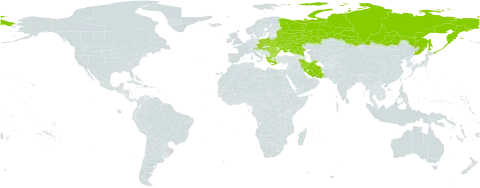 Galium rivale world distribution map, present in Albania, Austria, Bulgaria, Belarus, Czech Republic, Greece, Hungary, Iran (Islamic Republic of), Palau, Poland, Romania, Russian Federation, Turks and Caicos Islands, and Ukraine