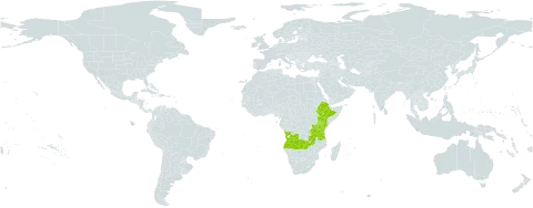 Galium scioanum world distribution map, present in Angola, Ethiopia, Kenya, Tanzania, United Republic of, and Zambia