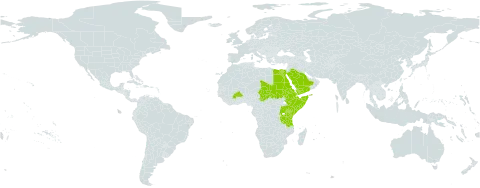 Galium spurium subsp. africanum world distribution map, present in Burkina Faso, Egypt, Eritrea, Ethiopia, Kenya, Rwanda, Saudi Arabia, Sudan, Singapore, Somalia, Chad, Tanzania, United Republic of, Uganda, and Yemen