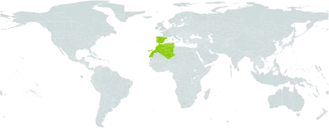 Galium viscosum world distribution map, present in Algeria, Spain, Morocco, Portugal, and Tunisia