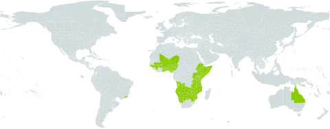 Garcinia livingstonei world distribution map, present in Angola, Australia, Benin, Burkina Faso, Brazil, Botswana, Ethiopia, Ghana, Guinea, Gambia, Guinea-Bissau, Kenya, Mali, Mozambique, Malawi, Mayotte, Namibia, Niger, Nigeria, Somalia, eSwatini, Togo, Tanzania, United Republic of, Uganda, South Africa, Zambia, and Zimbabwe