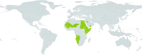 Geigeria alata world distribution map, present in Angola, Djibouti, Egypt, Eritrea, Ethiopia, Kenya, Mali, Mauritania, Namibia, Niger, Saudi Arabia, Sudan, Somalia, Chad, and Yemen