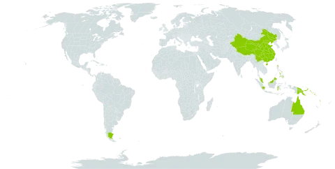 Geniostoma rupestre world distribution map, present in Argentina, American Samoa, Australia, China, Fiji, Micronesia (Federated States of), Indonesia, Iceland, Malaysia, Philippines, Papua New Guinea, Solomon Islands, Tonga, United States of America, Vanuatu, and Samoa