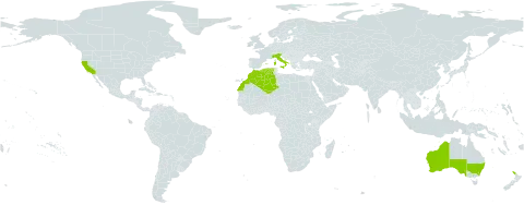 Genista linifolia world distribution map, present in Australia, Algeria, Spain, France, Italy, Morocco, New Zealand, and United States of America