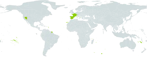 Gentiana alpina world distribution map, present in Andorra, Switzerland, Spain, France, Italy, and United States of America