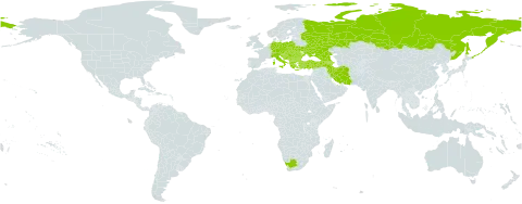 Gentiana asclepiadea world distribution map, present in Albania, Armenia, Austria, Azerbaijan, Bulgaria, Bosnia and Herzegovina, Switzerland, Czech Republic, Germany, France, Georgia, Greece, Croatia, Hungary, Iran (Islamic Republic of), Italy, Liechtenstein, North Macedonia, Montenegro, Poland, Romania, Russian Federation, Serbia, Slovakia, Slovenia, Turkey, Ukraine, and South Africa
