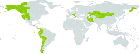 Gentiana prostrata world distribution map, present in Afghanistan, Argentina, Austria, Azerbaijan, Bolivia (Plurinational State of), Canada, Switzerland, Chile, China, Colombia, Costa Rica, Ecuador, Iran (Islamic Republic of), Italy, Kazakhstan, Kyrgyzstan, Liberia, Mexico, Mongolia, Pakistan, Panama, Peru, Russian Federation, Tajikistan, Uruguay, United States of America, and Venezuela (Bolivarian Republic of)