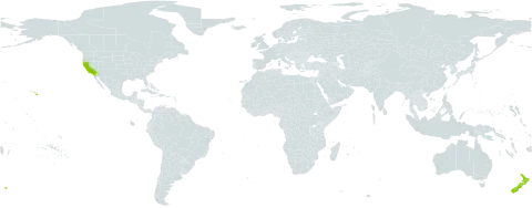 Geranium homeanum world distribution map, present in New Zealand and United States of America