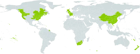 Geranium molle world distribution map, present in Canada, China, France, United Kingdom of Great Britain and Northern Ireland, India, New Zealand, United States of America, and South Africa