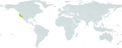 Geranium potentilloides l'hér. ex world distribution map, present in New Zealand and United States of America