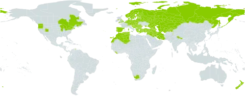 Geum urbanum world distribution map, present in Afghanistan, Albania, Andorra, Armenia, Austria, Azerbaijan, Belgium, Bulgaria, Bosnia and Herzegovina, Belarus, Canada, Switzerland, Czech Republic, Germany, Denmark, Algeria, Spain, Estonia, Finland, France, United Kingdom of Great Britain and Northern Ireland, Georgia, Greece, Croatia, Hungary, Iran (Islamic Republic of), Iraq, Italy, Kazakhstan, Kyrgyzstan, Lebanon, Liberia, Liechtenstein, Lithuania, Luxembourg, Latvia, Morocco, North Macedonia, Malta, Montenegro, Netherlands, Norway, Nepal, New Zealand, Pakistan, Poland, Portugal, Romania, Russian Federation, Serbia, Slovakia, Slovenia, Sweden, Syrian Arab Republic, Tajikistan, Turkmenistan, Tunisia, Turkey, Ukraine, United States of America, Uzbekistan, and South Africa