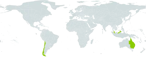 Gevuina world distribution map, present in Australia, Chile, and Malaysia