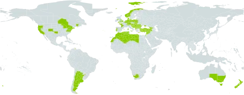 Glaucium flavum world distribution map, present in Albania, Argentina, Australia, Austria, Belgium, Bulgaria, Bosnia and Herzegovina, Canada, Switzerland, Germany, Denmark, Algeria, Spain, France, United Kingdom of Great Britain and Northern Ireland, Georgia, Gibraltar, Greece, Croatia, Hungary, Israel, Italy, Lebanon, Libya, Morocco, North Macedonia, Malta, Montenegro, Netherlands, Norway, New Zealand, Poland, Portugal, Romania, Serbia, Slovakia, Slovenia, Syrian Arab Republic, Tunisia, Turkey, Ukraine, United States of America, and South Africa