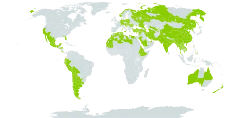 Glebionis coronaria world distribution map, present in Anguilla, United Arab Emirates, Argentina, Australia, Austria, Azerbaijan, Belgium, Bangladesh, Bosnia and Herzegovina, Bolivia (Plurinational State of), Switzerland, Chile, China, Costa Rica, Cyprus, Germany, Algeria, Ecuador, Egypt, Eritrea, Spain, Ethiopia, France, United Kingdom of Great Britain and Northern Ireland, Gibraltar, Greece, Honduras, Croatia, Hungary, India, Iran (Islamic Republic of), Israel, Italy, Cambodia, Lao People's Democratic Republic, Lebanon, Libya, Morocco, Moldova (Republic of), Mexico, Myanmar, Mauritania, Norway, New Zealand, Pakistan, Peru, Philippines, Poland, Korea (Democratic People's Republic of), Portugal, Qatar, Romania, Russian Federation, Saudi Arabia, El Salvador, Slovakia, Syrian Arab Republic, Thailand, Tajikistan, Turkmenistan, Tunisia, Turkey, Ukraine, Uruguay, United States of America, Uzbekistan, and Viet Nam