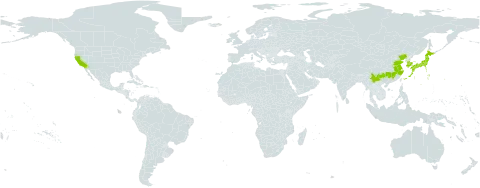 Gleditsia japonica world distribution map, present in China, Japan, Korea (Republic of), and United States of America