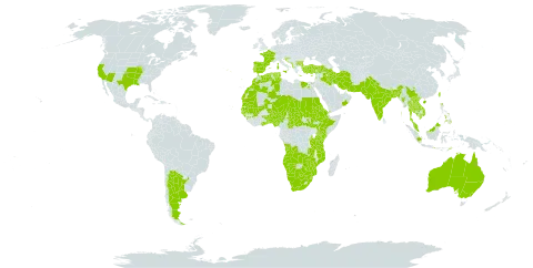 Glinus lotoides world distribution map, present in Angola, Anguilla, Albania, Argentina, American Samoa, Australia, Burundi, Benin, Burkina Faso, Bangladesh, Bulgaria, Botswana, Central African Republic, China, Cabo Verde, Cyprus, Algeria, Egypt, Eritrea, Spain, Ethiopia, France, Ghana, Guinea, Gambia, Guinea-Bissau, Greece, Croatia, Indonesia, India, Iran (Islamic Republic of), Iraq, Israel, Italy, Kenya, Cambodia, Lao People's Democratic Republic, Lebanon, Sri Lanka, Morocco, North Macedonia, Mali, Myanmar, Montenegro, Mozambique, Mauritania, Malawi, Malaysia, Namibia, Niger, Nigeria, Oman, Pakistan, Philippines, Portugal, Saudi Arabia, Sudan, Senegal, South Sudan, eSwatini, Chad, Togo, Thailand, Timor-Leste, Tunisia, Turkey, Taiwan, Province of China, Tanzania, United Republic of, Uganda, United States of America, Viet Nam, Yemen, South Africa, Zambia, and Zimbabwe