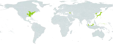 Glyceria acutiflora world distribution map, present in Åland Islands, Micronesia (Federated States of), Georgia, Japan, Malaysia, Korea (Democratic People's Republic of), and United States of America