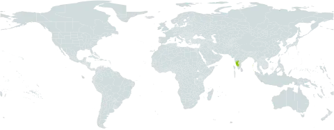Glycosmis pilosa world distribution map, present in India