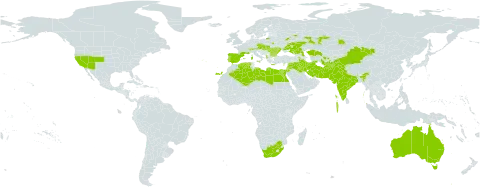 Glycyrrhiza glabra world distribution map, present in Afghanistan, Albania, Armenia, Australia, Austria, Azerbaijan, Bulgaria, Switzerland, China, Cyprus, Czech Republic, Algeria, Egypt, Spain, France, Greece, Hungary, India, Iran (Islamic Republic of), Iraq, Israel, Italy, Jordan, Kazakhstan, Kyrgyzstan, Lebanon, Libya, Moldova (Republic of), Maldives, Mongolia, Pakistan, Portugal, Romania, Russian Federation, Slovakia, Syrian Arab Republic, Tajikistan, Turkmenistan, Ukraine, United States of America, Uzbekistan, and South Africa