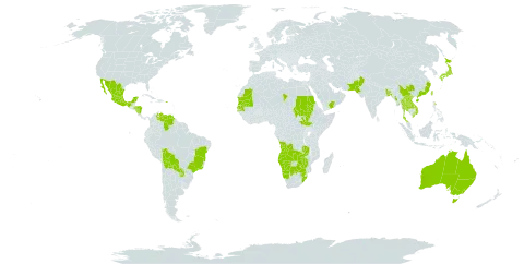 Gnaphalium polycaulon world distribution map, present in Angola, Anguilla, Australia, Bangladesh, Bolivia (Plurinational State of), Brazil, Botswana, China, Cayman Islands, Honduras, Japan, Lao People's Democratic Republic, Mexico, Myanmar, Mauritania, Namibia, Nicaragua, Nepal, Pakistan, Puerto Rico, Paraguay, Sudan, Senegal, South Sudan, Chad, Thailand, Taiwan, Province of China, Venezuela (Bolivarian Republic of), Viet Nam, Yemen, South Africa, Zambia, and Zimbabwe