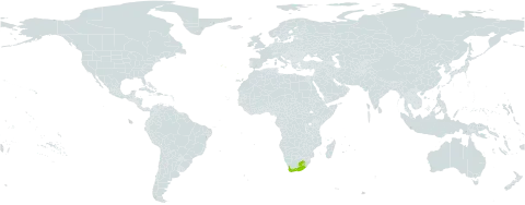 Gnidia squarrosa world distribution map, present in Lesotho, Portugal, and South Africa