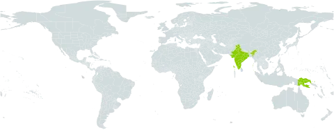 Gomphandra sawiensis world distribution map, present in India and Papua New Guinea