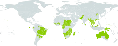 Gomphrena celosioides world distribution map, present in Anguilla, Argentina, Australia, Benin, Burkina Faso, Bangladesh, Bolivia (Plurinational State of), Brazil, Bhutan, Botswana, Central African Republic, China, Cameroon, Congo, Ecuador, Micronesia (Federated States of), Gabon, Guinea, Guam, Indonesia, India, Cambodia, Lao People's Democratic Republic, Sri Lanka, Lesotho, Madagascar, Myanmar, Mozambique, Mauritius, Malaysia, Namibia, Pakistan, Philippines, Papua New Guinea, Portugal, Paraguay, Réunion, Sudan, Singapore, South Sudan, eSwatini, Chad, Togo, Thailand, Timor-Leste, Taiwan, Province of China, Tanzania, United Republic of, Uruguay, United States of America, Viet Nam, South Africa, Zambia, and Zimbabwe