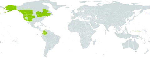 Goodyera oblongifolia world distribution map, present in Canada, Colombia, Micronesia (Federated States of), and United States of America