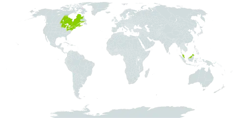 Goodyera tesselata world distribution map, present in Canada, Micronesia (Federated States of), Malaysia, and United States of America