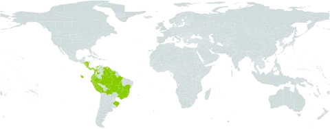 Gordonia fruticosa world distribution map, present in Bolivia (Plurinational State of), Brazil, Colombia, Costa Rica, Ecuador, French Guiana, Guyana, Honduras, Nicaragua, Panama, Peru, Suriname, and Venezuela (Bolivarian Republic of)