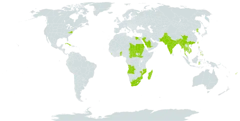 Gossypium arboreum world distribution map, present in Angola, Benin, Bangladesh, Bhutan, Central African Republic, China, Cuba, Egypt, Fiji, Equatorial Guinea, Indonesia, India, Cambodia, Sri Lanka, Madagascar, Myanmar, Mozambique, Nepal, Pakistan, Philippines, Puerto Rico, Korea (Democratic People's Republic of), Saudi Arabia, Sudan, South Sudan, Chad, Togo, Thailand, Taiwan, Province of China, United States of America, Viet Nam, and South Africa