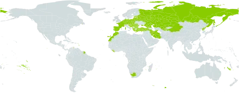 Gratiola officinalis world distribution map, present in Albania, Austria, Belgium, Bulgaria, Bosnia and Herzegovina, Belarus, Switzerland, China, Czech Republic, Germany, Spain, Estonia, France, Georgia, Greece, Croatia, Hungary, Iran (Islamic Republic of), Italy, Kazakhstan, Liberia, Lithuania, Luxembourg, Latvia, Morocco, Montenegro, Netherlands, Poland, Korea (Democratic People's Republic of), Portugal, Romania, Russian Federation, Serbia, Slovakia, Slovenia, Tajikistan, Turkey, Ukraine, Uzbekistan, and South Africa