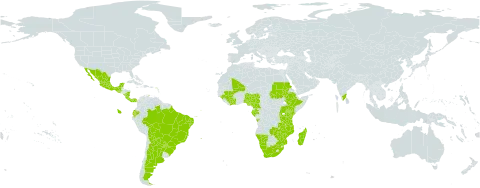 Grona barbata world distribution map, present in Angola, Argentina, Burundi, Bonaire, Sint Eustatius and Saba, Bolivia (Plurinational State of), Brazil, Côte d'Ivoire, Cameroon, Costa Rica, Ecuador, Ethiopia, Gabon, Guinea, Guatemala, French Guiana, India, Kenya, Madagascar, Mexico, Mali, Mozambique, Malawi, Namibia, Nigeria, Nicaragua, Panama, Paraguay, Réunion, Rwanda, Sudan, Tanzania, United Republic of, Uganda, South Africa, Zambia, and Zimbabwe