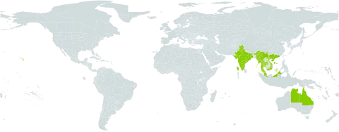 Grona heterocarpa var. strigosa world distribution map, present in Australia, China, India, Myanmar, Mauritius, Malaysia, Niue, Thailand, Tanzania, United Republic of, United States of America, and Viet Nam