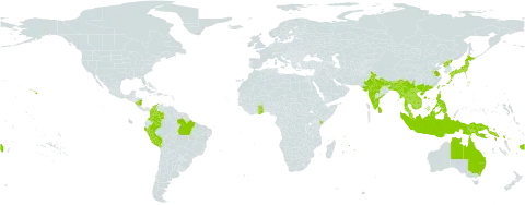 Grona heterocarpos world distribution map, present in American Samoa, Australia, Bangladesh, Brazil, Bhutan, China, Colombia, Fiji, Ghana, Indonesia, India, Japan, Kenya, Cambodia, Lao People's Democratic Republic, Sri Lanka, Myanmar, Mauritius, Malaysia, Nicaragua, Niue, Nepal, Peru, Philippines, Papua New Guinea, Korea (Democratic People's Republic of), Solomon Islands, Seychelles, Thailand, Taiwan, Province of China, Tanzania, United Republic of, United States of America, and Viet Nam