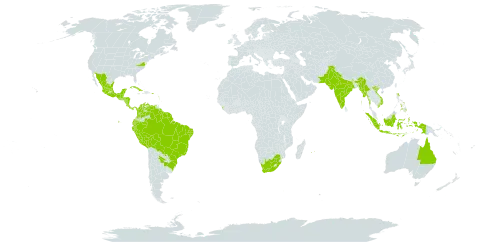 Guazuma ulmifolia world distribution map, present in Argentina, Antigua and Barbuda, Australia, Bonaire, Sint Eustatius and Saba, Belize, Bolivia (Plurinational State of), Brazil, Barbados, Colombia, Costa Rica, Cuba, Cayman Islands, Dominica, Ecuador, Guadeloupe, Grenada, Guatemala, French Guiana, Guyana, Honduras, Indonesia, India, Jamaica, Saint Kitts and Nevis, Saint Lucia, Sri Lanka, Mexico, Myanmar, Montserrat, Martinique, Mauritius, Nicaragua, Pakistan, Panama, Peru, Philippines, Puerto Rico, Paraguay, Réunion, Suriname, United States of America, Saint Vincent and the Grenadines, Venezuela (Bolivarian Republic of), Viet Nam, and South Africa