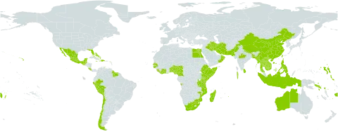 Guilandina major world distribution map, present in Angola, Australia, Benin, Bonaire, Sint Eustatius and Saba, Bangladesh, Bahamas, Belize, Brazil, Barbados, Brunei Darussalam, Chile, China, Côte d'Ivoire, Cameroon, Cook Islands, Costa Rica, Cayman Islands, Dominican Republic, Egypt, Ethiopia, Fiji, Ghana, Guinea-Bissau, Guatemala, French Guiana, Guyana, Hong Kong, Haiti, Indonesia, India, Iran (Islamic Republic of), Iraq, Jamaica, Kenya, Cambodia, Kiribati, Lao People's Democratic Republic, Liberia, Sri Lanka, Madagascar, Maldives, Mexico, Marshall Islands, Myanmar, Northern Mariana Islands, Mozambique, Mauritius, Malaysia, Mayotte, Nigeria, Niue, Nepal, Oman, Pakistan, Pitcairn, Peru, Philippines, Papua New Guinea, Réunion, Senegal, Singapore, Solomon Islands, Sierra Leone, Somalia, Suriname, Seychelles, Togo, Thailand, Tonga, Taiwan, Province of China, Tanzania, United Republic of, United States of America, Viet Nam, and South Africa