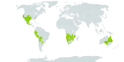 Guilleminea densa world distribution map, present in Angola, Argentina, Australia, Bolivia (Plurinational State of), Botswana, Colombia, Ecuador, Lesotho, Mexico, Mozambique, Mauritius, Namibia, Peru, Paraguay, United States of America, South Africa, Zambia, and Zimbabwe