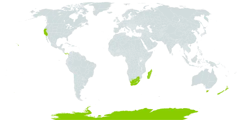 Gunnera world distribution map, present in Antarctica, Australia, Iceland, Madagascar, New Zealand, Panama, United States of America, and South Africa