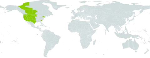 Gutierrezia sarothrae world distribution map, present in Canada and United States of America