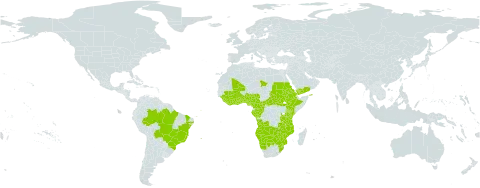 Gymnanthemum amygdalinum world distribution map, present in Angola, Benin, Burkina Faso, Bolivia (Plurinational State of), Brazil, Botswana, Central African Republic, Côte d'Ivoire, Cameroon, Congo, Eritrea, Ethiopia, Gabon, Ghana, Guinea, Equatorial Guinea, Kenya, Liberia, Mali, Mozambique, Malawi, Namibia, Nigeria, Sudan, Sierra Leone, South Sudan, Sao Tome and Principe, eSwatini, Chad, Togo, Tanzania, United Republic of, Yemen, South Africa, Zambia, and Zimbabwe