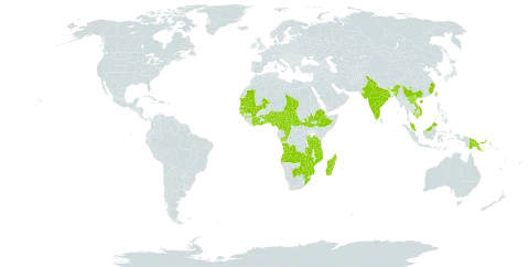 Gymnema sylvestre world distribution map, present in Angola, Burundi, Benin, Burkina Faso, Botswana, Central African Republic, China, Côte d'Ivoire, Cameroon, Congo, Ethiopia, Ghana, Guinea, Guinea-Bissau, India, Cambodia, Lao People's Democratic Republic, Sri Lanka, Madagascar, Mali, Mozambique, Mauritania, Malawi, Malaysia, Nigeria, Nepal, Papua New Guinea, Rwanda, Senegal, South Sudan, Chad, Togo, Taiwan, Province of China, Tanzania, United Republic of, Viet Nam, South Africa, Zambia, and Zimbabwe