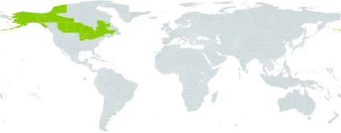 Gymnocarpium x intermedium world distribution map, present in Canada and United States of America