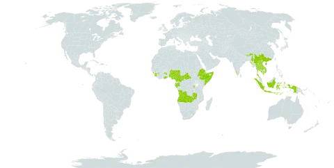 Gynura pseudochina world distribution map, present in Angola, Burundi, Bhutan, Central African Republic, China, Cameroon, Ethiopia, Gabon, Ghana, Guinea, Indonesia, India, Cambodia, Lao People's Democratic Republic, Sri Lanka, Myanmar, Malawi, Nigeria, Nepal, Rwanda, Sierra Leone, Somalia, Thailand, Viet Nam, and Zambia