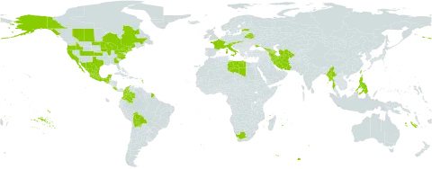Gypsophila elegans world distribution map, present in Armenia, Austria, Azerbaijan, Belarus, Bolivia (Plurinational State of), Canada, Colombia, Costa Rica, Spain, Estonia, France, Georgia, Guatemala, Iran (Islamic Republic of), Italy, Libya, Mexico, Myanmar, Philippines, Portugal, Slovakia, Turkmenistan, Taiwan, Province of China, Ukraine, United States of America, and South Africa