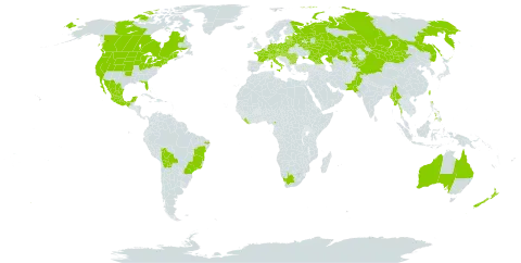 Gypsophila paniculata world distribution map, present in Australia, Austria, Belgium, Bulgaria, Belarus, Bolivia (Plurinational State of), Brazil, Canada, Switzerland, China, Cameroon, Czech Republic, Germany, Estonia, France, Georgia, Hungary, Italy, Kazakhstan, Kyrgyzstan, Liberia, Lithuania, Latvia, Moldova (Republic of), Mexico, Myanmar, Mongolia, New Zealand, Pakistan, Philippines, Poland, Romania, Russian Federation, Serbia, Slovakia, Taiwan, Province of China, Ukraine, United States of America, and South Africa