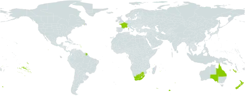 Hakea salicifolia world distribution map, present in Australia, France, New Zealand, and South Africa