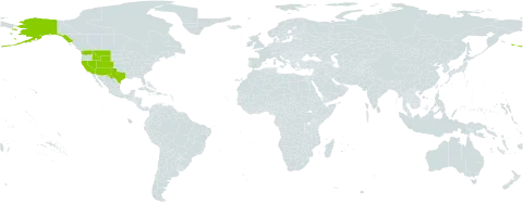 Halimolobos world distribution map, present in United States of America
